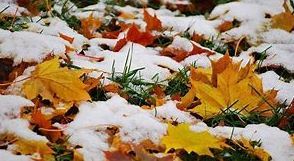 leaves in snow