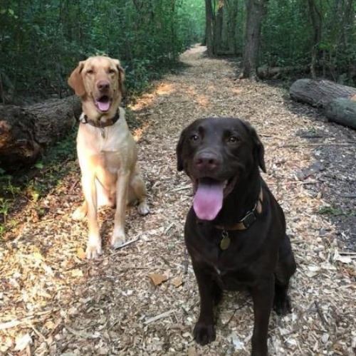 Rusty and Stella on the New Trails