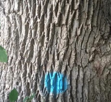 Tree marked for failing