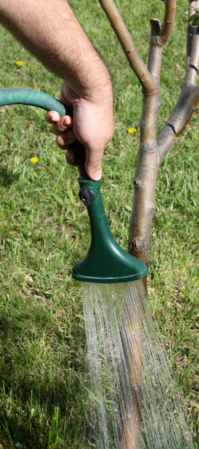 Water your new tree