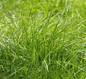 Fescue grass