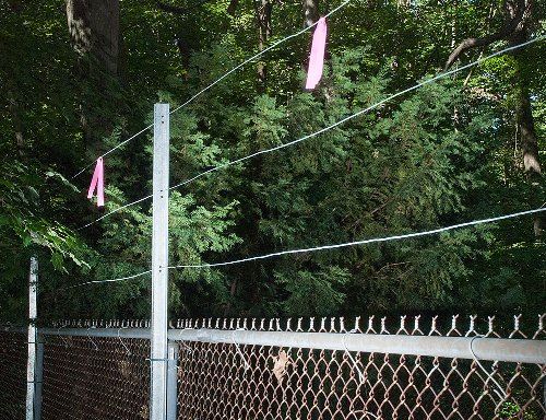 A chain-link fence in the forest.